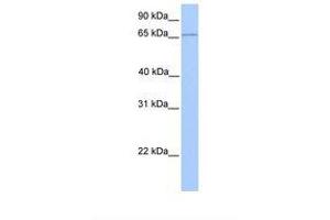 Image no. 1 for anti-Chloride Channel Ka (CLCNKA) (N-Term) antibody (ABIN6737762) (CLCNKA Antikörper  (N-Term))