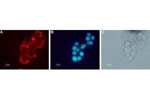Expression of nAChR β2 in rat PC12 cellsCell surface detection of nAChR β2 in live intact rat pheochromocytoma PC12 cells.