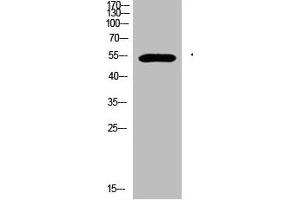 Western Blot analysis of 293T cells using primary antibody diluted at 1:500(4 °C overnight).