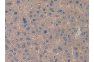 Immunohistochemistry (IHC) image for anti-Chemokine (C-C Motif) Ligand 6 (CCL6) (AA 21-115) antibody (ABIN7439696)