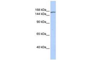 Image no. 1 for anti-Ankyrin Repeat-Containing Protein (EHMT2) (AA 144-193) antibody (ABIN6742281) (EHMT2 Antikörper  (AA 144-193))