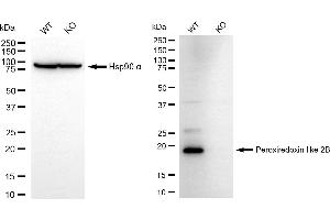 Western blotting analysis using peroxiredoxin like 2B antibody (ABIN7800963). (Rekombinanter C1orf93 Antikörper)
