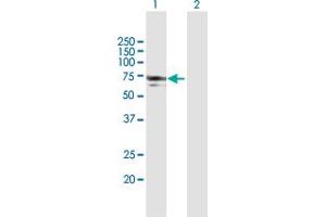 Western Blot analysis of NMT1 expression in transfected 293T cell line by NMT1 MaxPab polyclonal antibody. (NMT1 Antikörper  (AA 1-496))