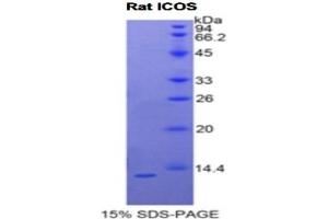 SDS-PAGE analysis of Rat ICOS Protein. (ICOS Protein)