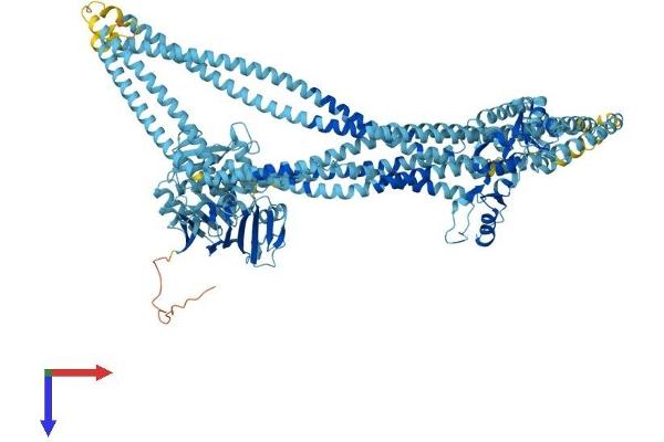 SMC2 Protein (AA 1-1197) (His tag)