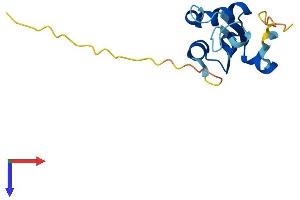BOLA1 Protein (AA 1-137) (His tag)