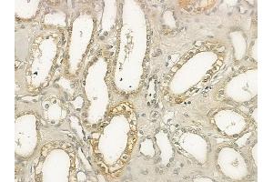 ABIN6265418 and ABIN6272748 at 1/100 staining human normal kidney tissue by IHC-P. (TAAR1 Antikörper  (Internal Region))