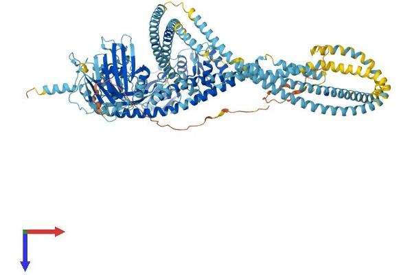 SMC5 Protein (AA 1-1101) (His tag)