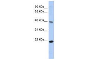 Image no. 1 for anti-Single Stranded DNA Binding Protein 4 (SSBP4) (C-Term) antibody (ABIN6742646) (SSBP4 Antikörper  (C-Term))
