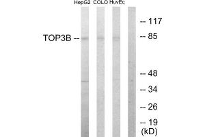 Western blot analysis of extracts from HepG2 cells, COLO205 cells and HUVEC cells, using TOP3B antibody. (TOP3B Antikörper  (N-Term))