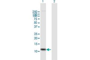 Western Blot analysis of IL8 expression in transfected 293T cell line by IL8 MaxPab polyclonal antibody. (IL-8 Antikörper  (AA 1-99))
