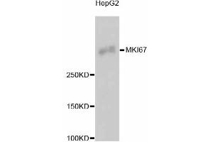 Western blot analysis of extracts of HepG2 cells, using MKI67 antibody (ABIN5997055). (Ki-67 Antikörper)