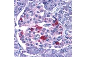 EndoG - ABIN121687 staining of human pancreas with anti-EndoG at 15 µg/ml. (Endonuclease G Antikörper  (AA 55-70))