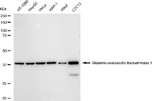 Western blotting analysis using Glutamic-oxaloacetic transaminase 1 antibody (ABIN7798744). (Rekombinanter GOT1 Antikörper)