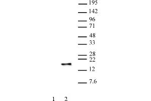 Histone H3S28ph antibody (mAb) (Clone 5F9A9) tested by Western blot.