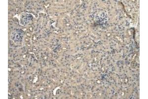 IHC-P analysis of Mouse Kidney Tissue, with DAB staining. (BNP Antikörper  (AA 27-121))