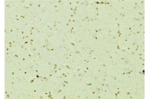ABIN6276710 at 1/100 staining Mouse brain tissue by IHC-P. (PSMC5 Antikörper  (Internal Region))