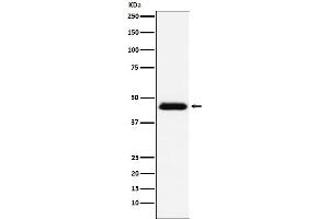 Western blot analysis of CD48 expression in Raji cell lysate.