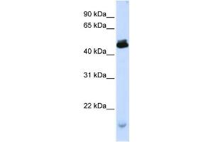 Western Blotting (WB) image for anti-Potassium Channel Modulatory Factor 1 (KCMF1) antibody (ABIN2458393)