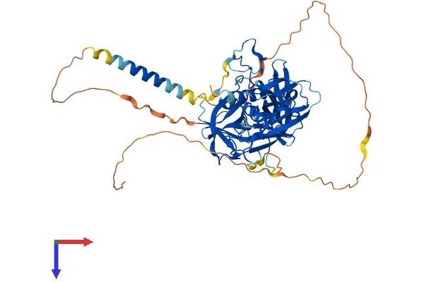 TMPRSS13 Protein (AA 1-543) (His tag)