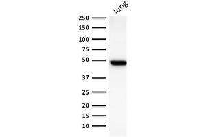 Western Blot Analysis of human lung lysate using Cytokeratin 19 Mouse Monoclonal Antibody (BA17). (Cytokeratin 19 Antikörper)