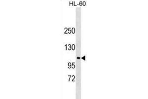 Western Blotting (WB) image for anti-N-Deacetylase/N-Sulfotransferase (Heparan Glucosaminyl) 3 (NDST3) antibody (ABIN2999633) (NDST3 Antikörper)