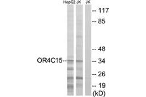 Western blot analysis of extracts from Jurkat/HepG2 cells, using OR4C15 Antibody.