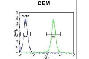 MNDA Antibody (N-term) (ABIN655190 and ABIN2844806) flow cytometric analysis of CEM cells (right histogram) compared to a negative control cell (left histogram).