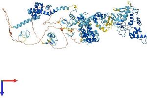 RNF31 Protein (AA 1-1072) (His tag)