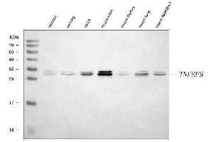 Western blot analysis of 4-1BBL/Tnfsf9 using anti-4-1BBL/Tnfsf9 antibody (ABIN7599251).