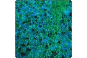 In this tissue section through an e13 Mouse brain, PLP (green staining) can be seen in immature oligodendrocytes of white matter tracts. (PLP1 Antikörper)