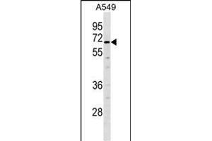 TULP2 Antibody (Center) (ABIN1538223 and ABIN2849853) western blot analysis in A549 cell line lysates (35 μg/lane).