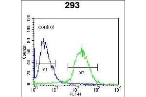 NL1 Antibody (C-term) 920a flow cytometric analysis of 293 cells (right histogram) compared to a negative control cell (left histogram). (NAP1L1 Antikörper  (C-Term))