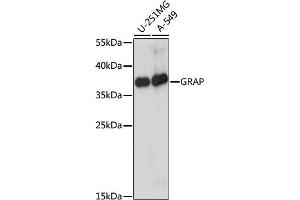 Western blot analysis of extracts of various cell lines, using GRAP antibody (ABIN6292109) at 1:1000 dilution. (GRAP Antikörper)