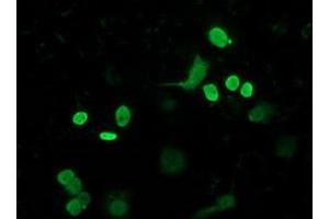 Anti-FLYWCH2 mouse monoclonal antibody (ABIN2454476) immunofluorescent staining of COS7 cells transiently transfected by pCMV6-ENTRY FLYWCH2 (RC204275). (FLYWCH2 Antikörper)