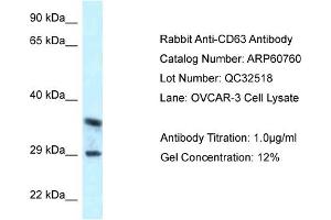 Sample Type: OVCAR3 cell lysateAntibody Titration: 1. (CD63 Antikörper  (C-Term))