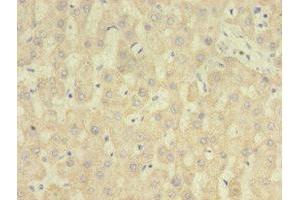 Immunohistochemistry of paraffin-embedded human liver tissue using ABIN7167807 at dilution of 1:100 (Chemerin Antikörper  (AA 21-157))