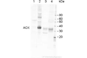 Image no. 2 for anti-Alternative Oxidase 1/2 (AOX1/AOX2) (C-Term) antibody (ABIN3197483) (AOX1/AOX2 Antikörper  (C-Term))