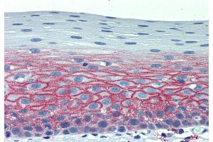 Immunohistochemistry staining of human tonsil (paraffin-embedded sections) with anti-CD82 (C33). (CD82 Antikörper)