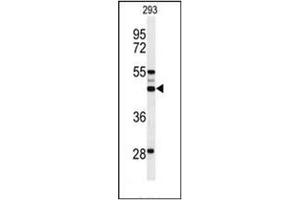 Western blot analysis of OSTA Antibody (C-term) in 293 cell line lysates (35ug/lane). (OST alpha Antikörper  (C-Term))