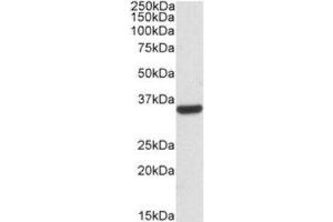 Western Blotting (WB) image for anti-Calponin 2 (CNN2) (Internal Region) antibody (ABIN2464249) (CNN2 Antikörper  (Internal Region))