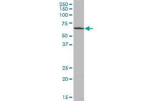 pp9099 MaxPab polyclonal antibody. (PLEKHO2 Antikörper  (AA 1-440))