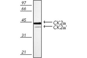 Western blot analysis of mouse spleen tissue extract, probed with Casein Kinase 2 alpha polyclonal antibody . (CSNK2A1/CK II alpha Antikörper)