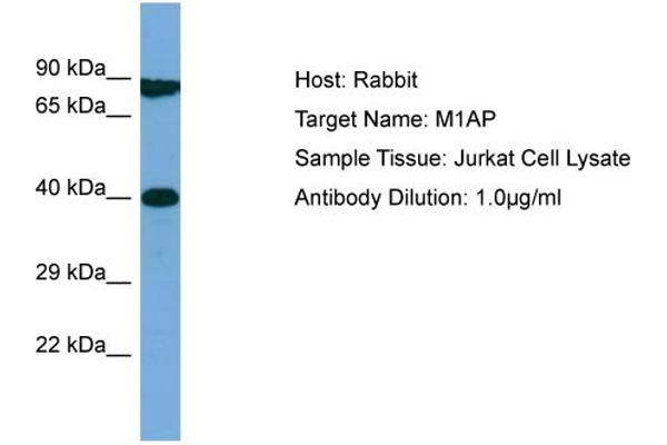 Meiosis 1 Associated Protein (M1AP) (Middle Region) Antikörper