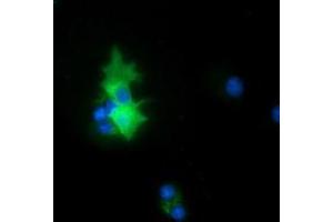 Anti-PEX5 mouse monoclonal antibody (ABIN2453450) immunofluorescent staining of COS7 cells transiently transfected by pCMV6-ENTRY PEX5 (RC202062). (PEX5 Antikörper)