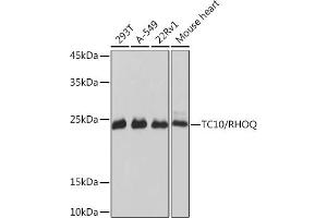 Western blot analysis of extracts of various cell lines, using TC10/RHOQ Rabbit mAb (ABIN7269869) at 1:1000 dilution. (RHOQ Antikörper)