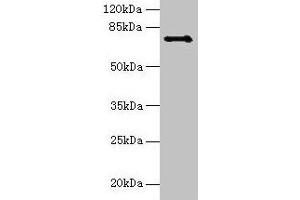 Western blot All lanes: Ctcfl antibody at 6 μg/mL + Hela whole cell lysate Secondary Goat polyclonal to rabbit IgG at 1/10000 dilution Predicted band size: 74, 75 kDa Observed band size: 74 kDa (CTCFL Antikörper  (AA 1-636))