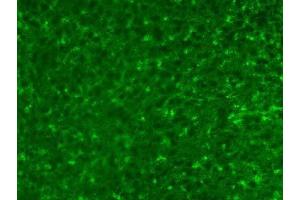 Adult rat cortex immunofluorescence.