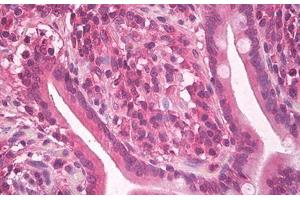 Image no. 4 for anti-KIT Ligand (KITLG) antibody (ABIN1500815) (KIT Ligand Antikörper)