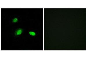 Immunofluorescence (IF) image for anti-Heat Shock 27kDa Protein 2 (HSPB2) (C-Term) antibody (ABIN1850392)